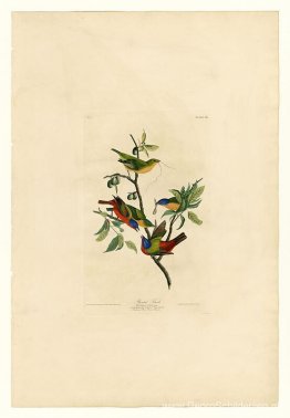 Plaat 53. Geschilderde vink Plaat 53. Geschilderde vink