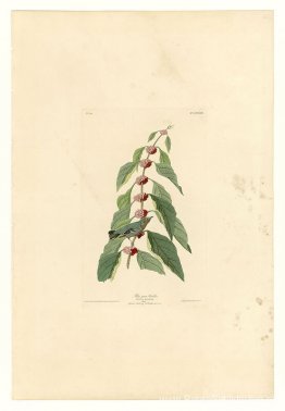 Plaat 49. Blauwgroene Grasmus Plaat 49. Blauwgroene Grasmus