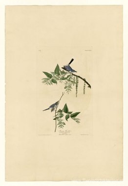 Bord 84 Blauwgrijze Vliegenvanger Bord 84 Blauwgrijze Vliegenvanger