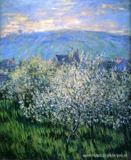 Pruimen bloesem Pruimen bloesem