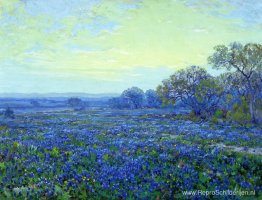 Gebied van Bluebonnets onder bewolkte hemel Gebied van Bluebonnets onder bewolkte hemel