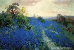 Bluebonnet-veld Bluebonnet-veld