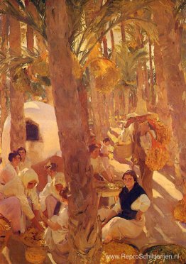 Het palmenbos van Elche Het palmenbos van Elche