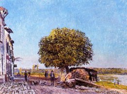 Kastanjeboom bij Saint Mammes Kastanjeboom bij Saint Mammes