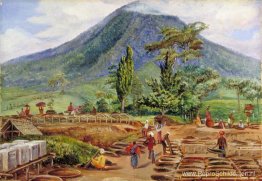 Theedrogen in de vestiging van de heer Hölle, Java Theedrogen in de vestiging van de heer Hölle, Java