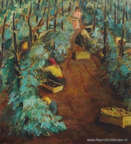 Wijngaard oogst Wijngaard oogst