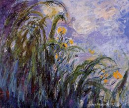 Gele Irissen Gele Irissen