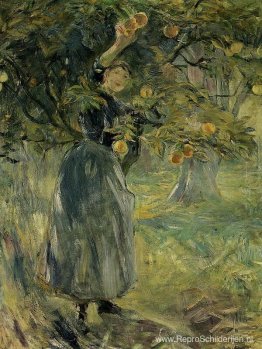 De Oranjeplukker De Oranjeplukker