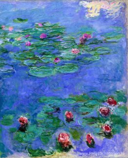 Waterlelies Rood Waterlelies Rood