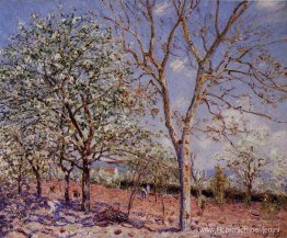 Pruimen- en walnootbomen in de lente Pruimen- en walnootbomen in de lente