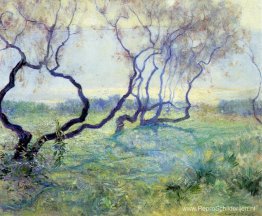 Tamariskbomen in vroeg zonlicht Tamariskbomen in vroeg zonlicht