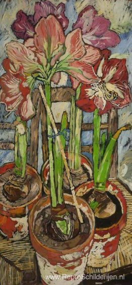 Vier Amaryllis in Potten Vier Amaryllis in Potten