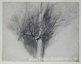 Ontluikende plataan Ontluikende plataan