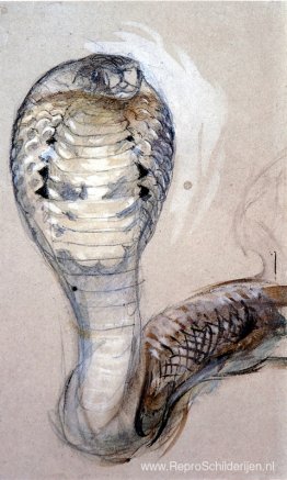 Volledig gezicht van Cobra Volledig gezicht van Cobra