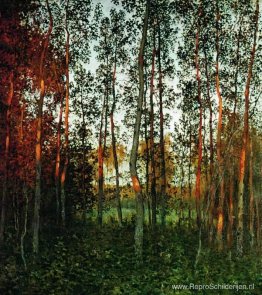 De laatste zonnestralen. Aspen-bos. De laatste zonnestralen. Aspen-bos.