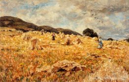 Een maïsveld nabij Wooler Een maïsveld nabij Wooler