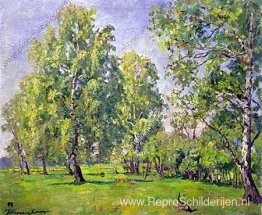 Berkenbomen in het vroege voorjaar Berkenbomen in het vroege voorjaar