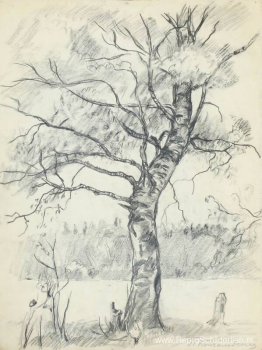 Berkenboom Berkenboom