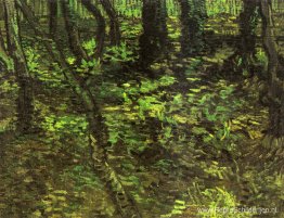 Ondergroei met klimop Ondergroei met klimop