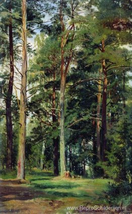 Weide met pijnbomen Weide met pijnbomen