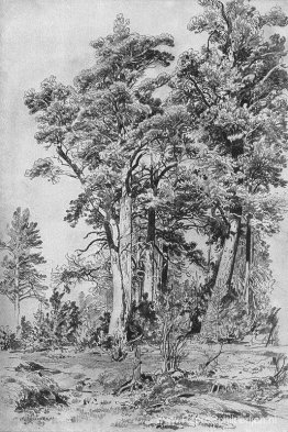 In het bos In het bos