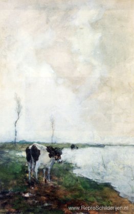 Een Koe Die Aan De Waterkant In Een Polder Staat Een Koe Die Aan De Waterkant In Een Polder Staat