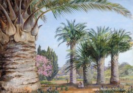 Exemplaren van de Coquito Palm van Chili in Camden Park, New Sou Exemplaren van de Coquito Palm van Chili in Camden Park, New Sou