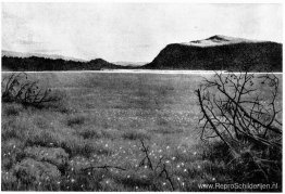 De mier bij Solevatnet De mier bij Solevatnet