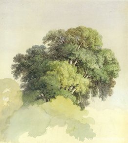 De kronen van de bomen De kronen van de bomen