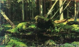 Door de wind omgevallen bomen Door de wind omgevallen bomen