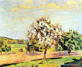 Appelbomen in bloei Appelbomen in bloei