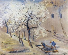 Abrikozenbomen in bloei Abrikozenbomen in bloei