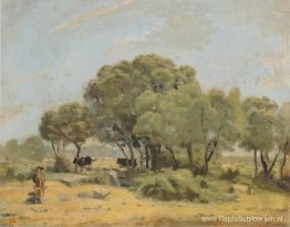 Olijfbomen in Spanje Olijfbomen in Spanje