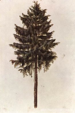 Pijnboom Pijnboom