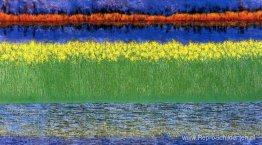 Zee van gras Zee van gras