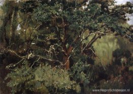 Achtyrsky eik Achtyrsky eik