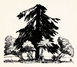 Pijnboom Pijnboom