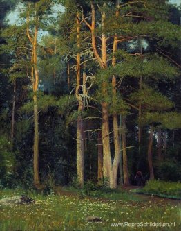 Dennenbos in Ligovo Dennenbos in Ligovo