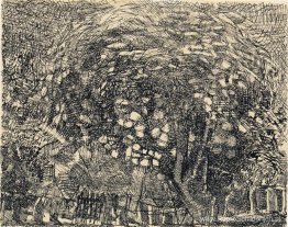 Vlierbes in bloei Vlierbes in bloei