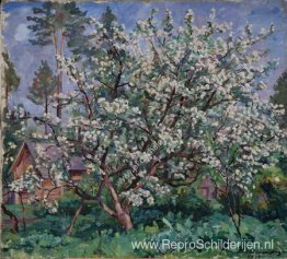 Appelboom in bloei Appelboom in bloei