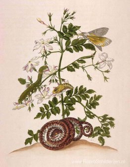 Metamorfose insectorum Surinamensium (Metamorfose van de insecte Metamorfose insectorum Surinamensium (Metamorfose van de insecte