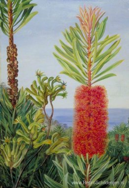 Bloemen van een West-Australische struik en kangoeroevoeten Bloemen van een West-Australische struik en kangoeroevoeten