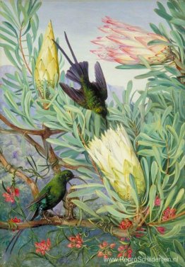 Honingbloemen en Honingzuigers, Zuid-Afrika Honingbloemen en Honingzuigers, Zuid-Afrika
