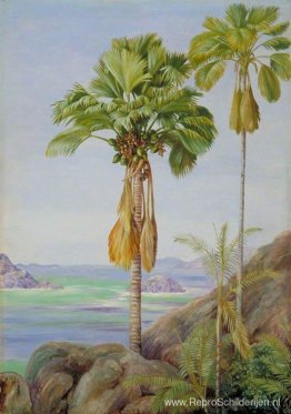 Mannelijke en vrouwelijke bomen van de Coco de Mer in Praslin Mannelijke en vrouwelijke bomen van de Coco de Mer in Praslin