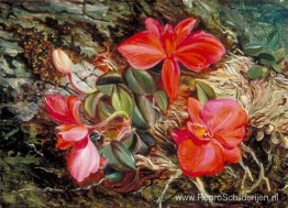 Braziliaanse orchidee Braziliaanse orchidee