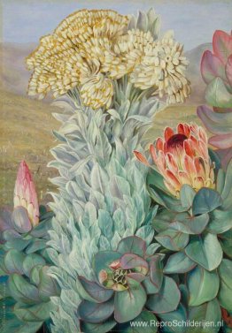 Giant Everlasting en Protea op de heuvels bij Port Elizabeth Giant Everlasting en Protea op de heuvels bij Port Elizabeth