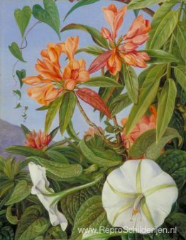 Ipomoea Ipomoea