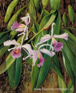 Roze Orchidee Roze Orchidee
