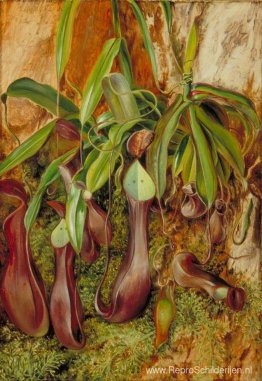 Een Borneose bekerplant, Sarawak, Borneo Een Borneose bekerplant, Sarawak, Borneo