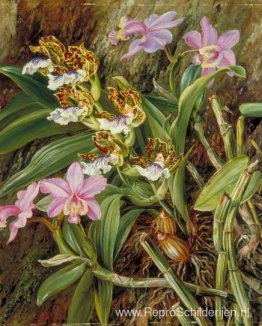 Braziliaanse orchideeën Braziliaanse orchideeën